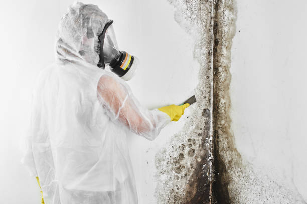 Best Professional Mold Removal  in Manitowoc, WI
