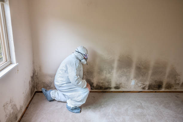 Office Mold Removal Services in Manitowoc, WI