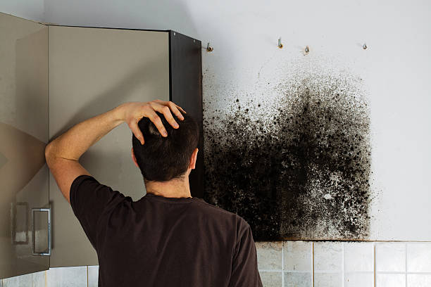 Best Fast Mold Removal  in Manitowoc, WI