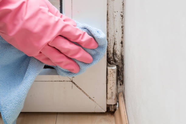 Best Toxic Mold Removal  in Manitowoc, WI