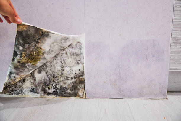 Best Affordable Mold Removal  in Manitowoc, WI